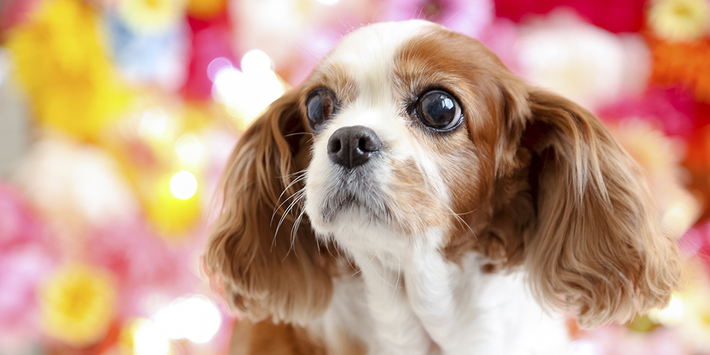 岐阜県写真館協会